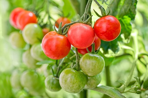 Close up of cherry tomatoes growing in a vegetable garden